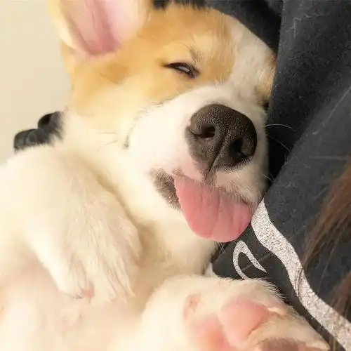 狗狗在睡觉的时候吐舌头这正常吗