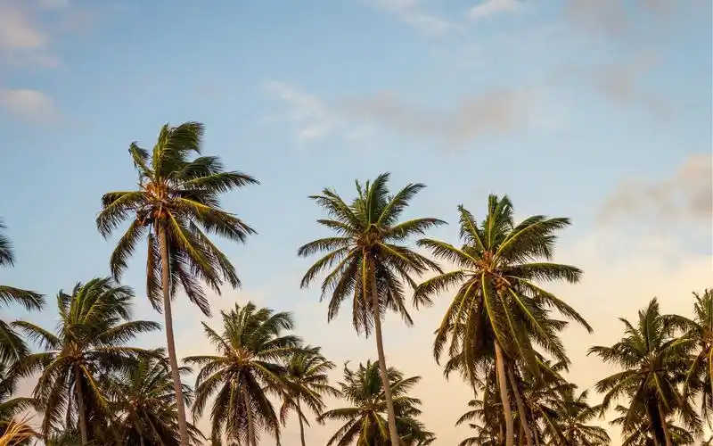 棕榈树,云彩,黄昏壁纸
