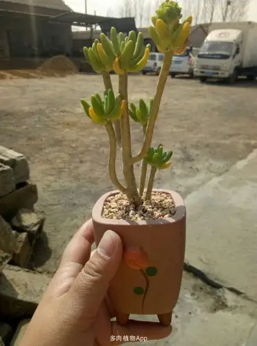 超值分享:老桩八千代一颗(6个头)花剑已经被我剪掉了,梅花鹿水泡叶片2