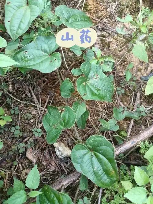 山间常见中药山药