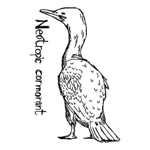 鸬鹚_矢量_插画_素描_黑色_线条_隔绝_白色背景_背景_高清图片_全景