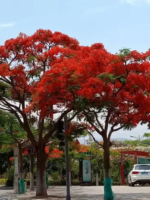醉美凤凰花(云南蒙自)