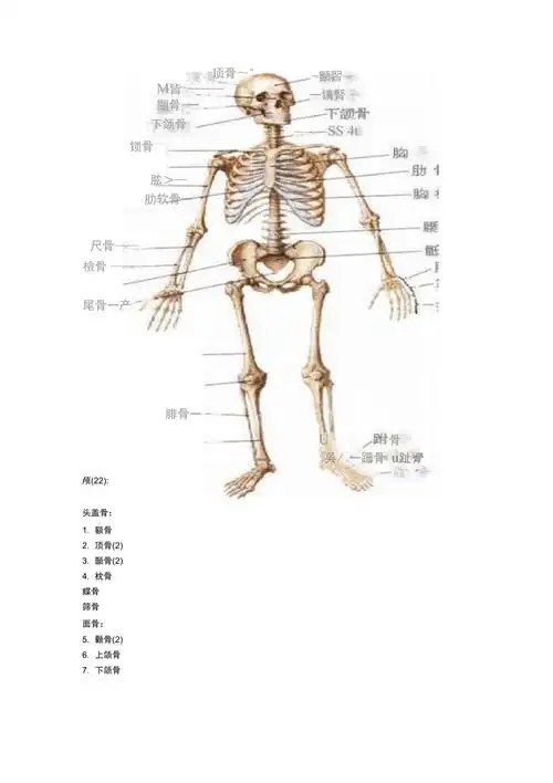 人体骨骼名称图示