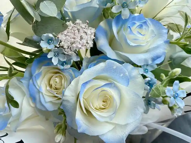 密歇根碎冰蓝玫瑰