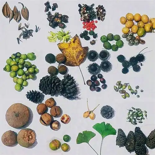 杭州植物园怎么逛自然导师带你玩转植物园的四季