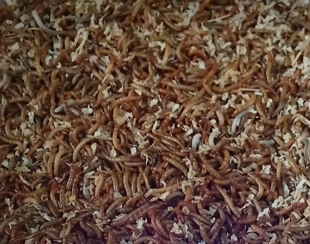 自己养的面包虫越来越多了,大小都有,1--1.5公分的开口虫也有