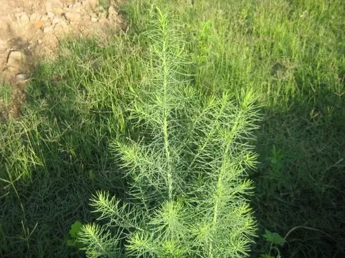 碱蓬图片 碱蓬草本野菜植物图片