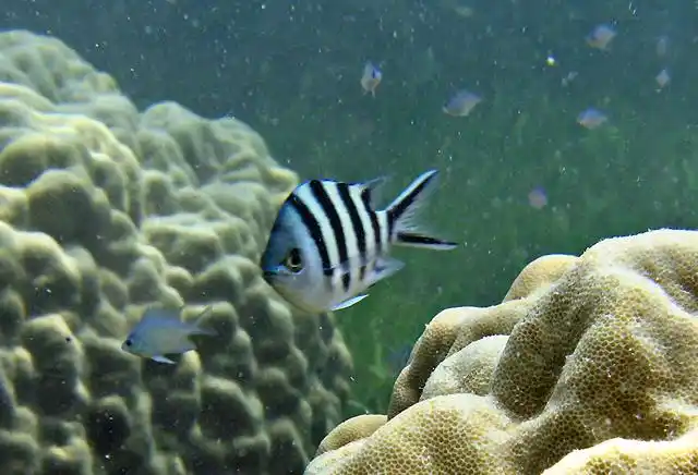 abudefduf sexfasciatus   六线豆娘鱼