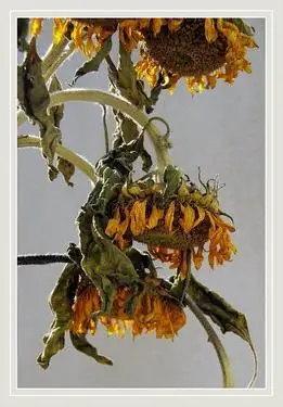 七,向日葵晒太阳晒枯萎了怎么办?