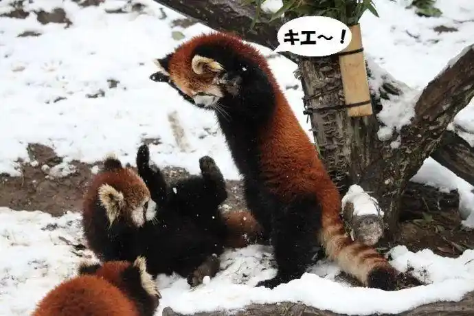 小熊猫受到危险时,会张开双手让自己看起来体型更大,以威慑对方.