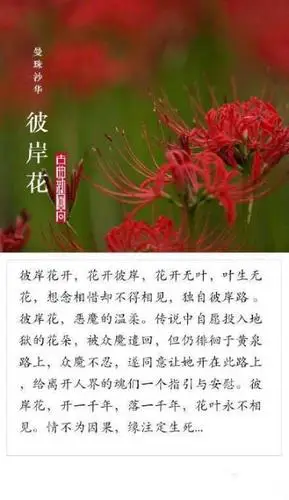 收集   点赞  评论  彼岸花 0 0 喵小妞132  发布到  唯美 文字 推