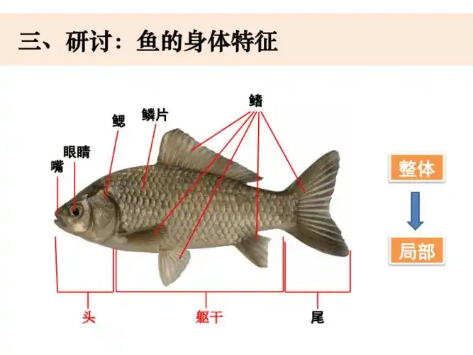 教科小学科学一年级下册资源2-5观察鱼方佳.pdf
