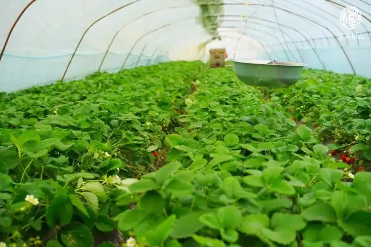 走～摘甜甜的草莓!