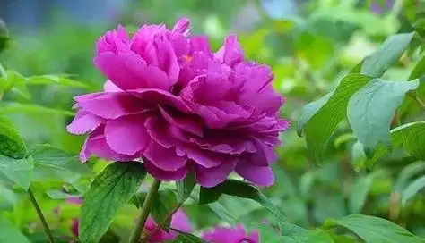 牡丹的花语和寓意