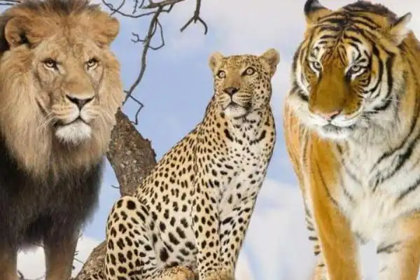 狮虎兽和虎狮兽的区别严格意义上差别不大均为狮子和老虎的杂交种