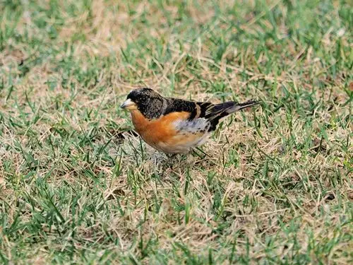 20150330虎皮儿(燕雀)-河东如意园