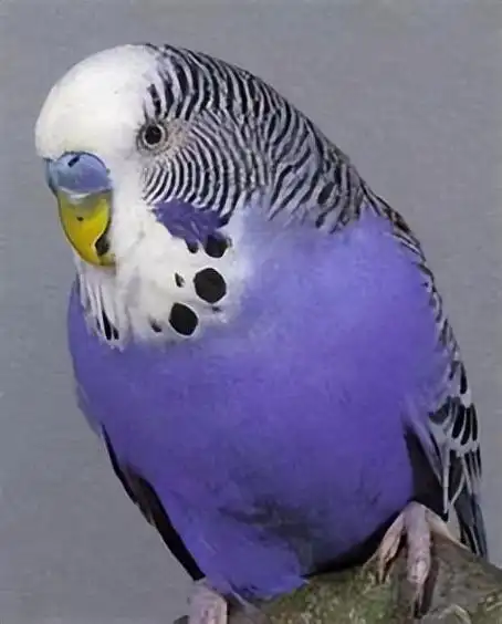 如何读懂虎皮鹦鹉的语言(虎皮鹦鹉基因原理)(14)