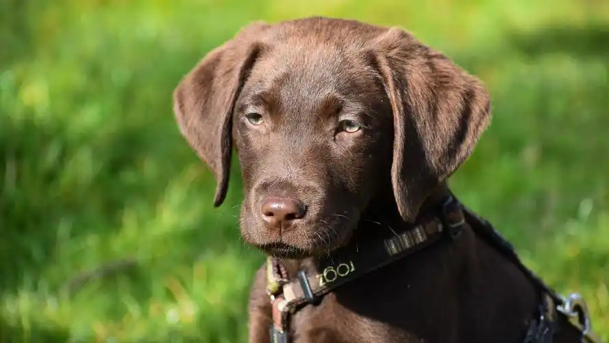 狗壁纸【558】狗壁纸图片_桌面壁纸图片_壁纸下载-元气壁纸