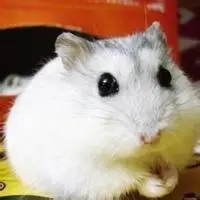 卡通仓鼠情侣头像_微信头像图片大全