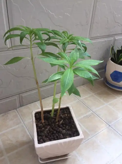 凤仙花成长日记