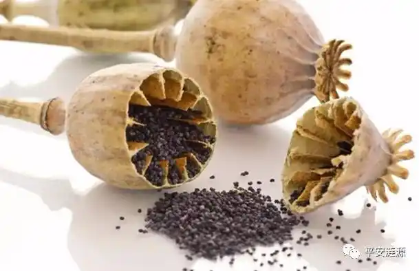 罂粟种植违法,群众举报有奖_毒品