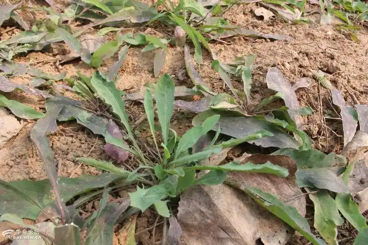 苦买菜的治疗胆囊炎