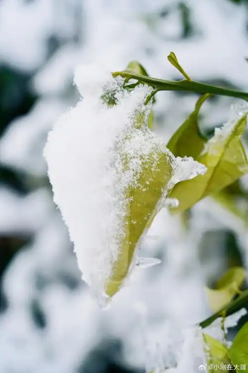 #看看你拍的雪景##龙年造梗大赛#