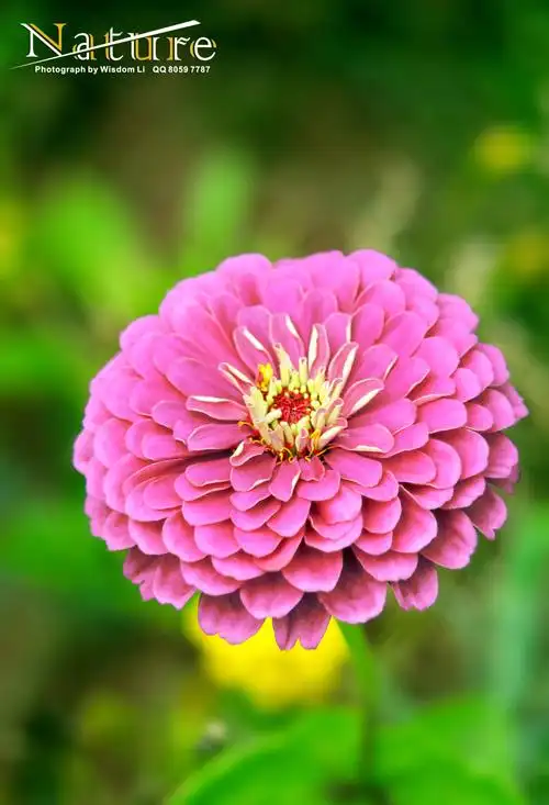 各种花花草草景观高清大集合 (自然生态类) |摄影