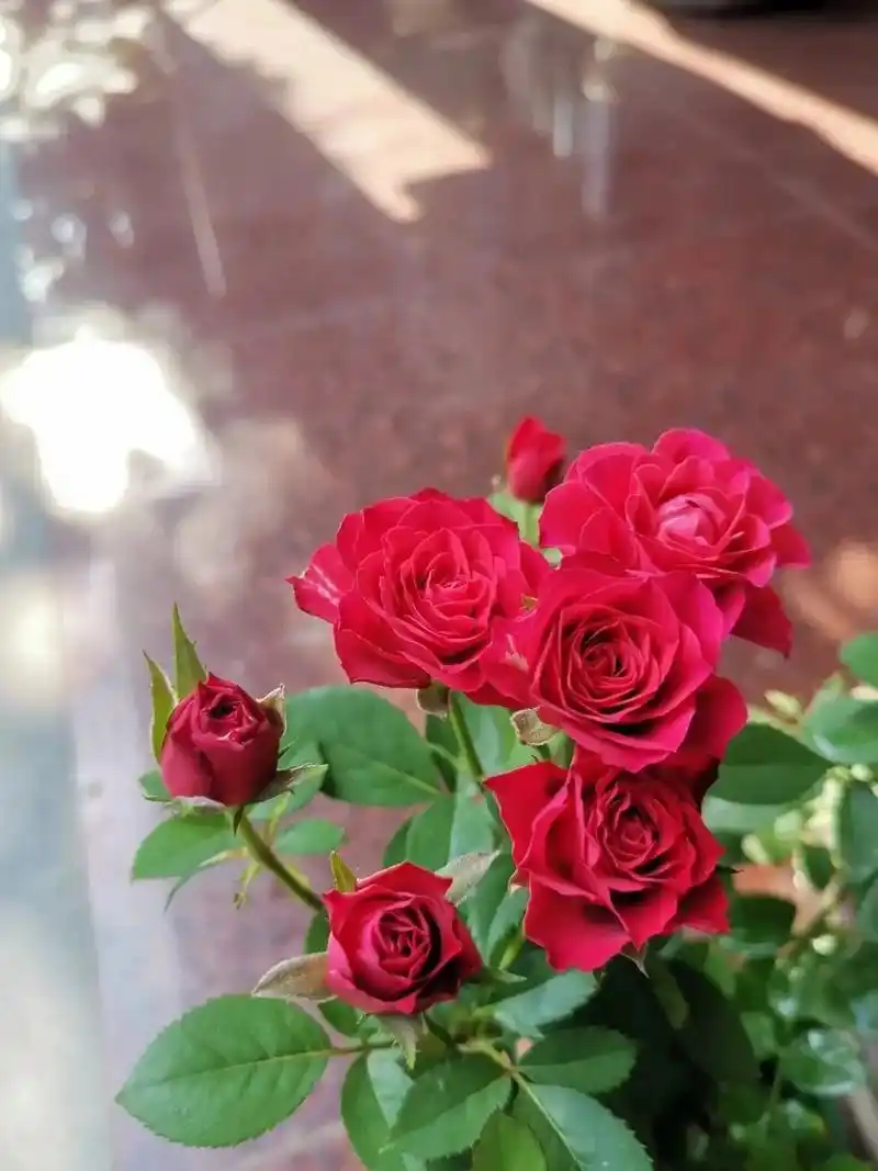红色月季推荐 日蚀王阳台 开花照片拍摄于8.