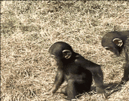 254_199gif 动态图 动图