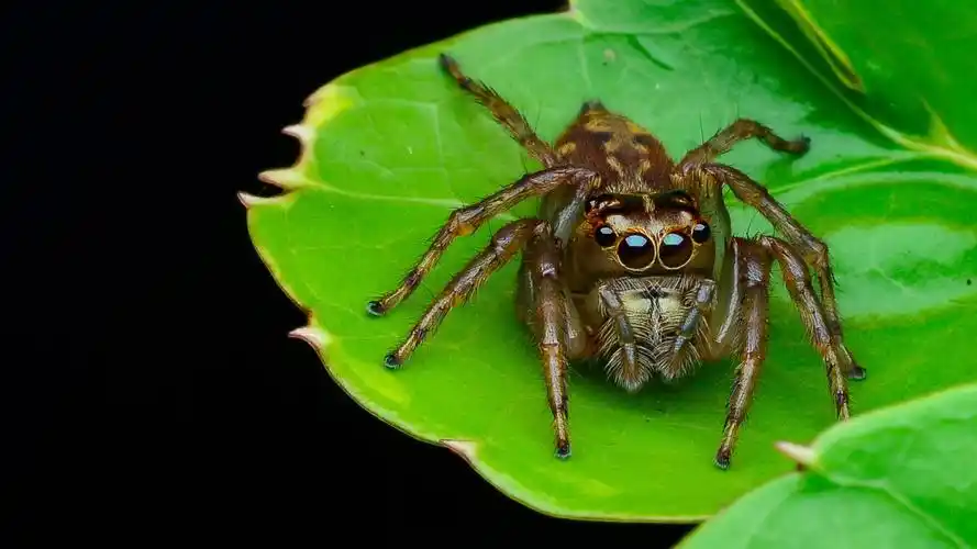 野外常见蜘蛛图片(4/9)