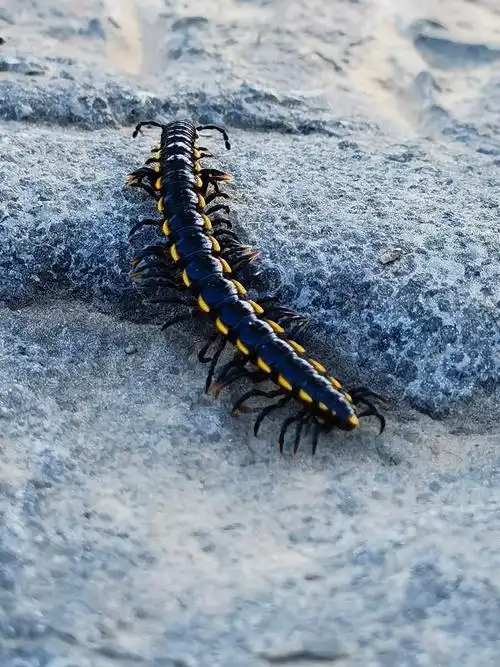 【马陆•千足虫】摄于西安雁塔公园 - 摄影爱好者ivan - 图虫