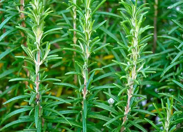 盘点十大值得养的香草,你养了哪几种?