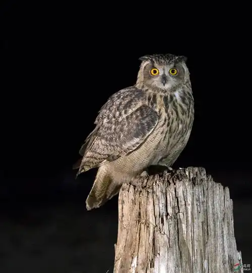 夜拍雕鸮
