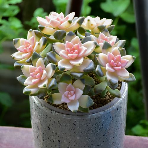 多肉老桩淡雪锦多植物室内盆栽精品绿植大颗多肉植物