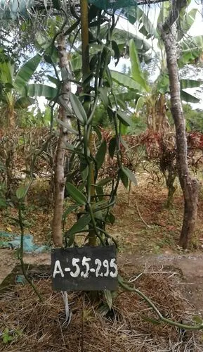 香草荚树香草级别zhiyehongbeiwang梵尼兰生香后的豆荚