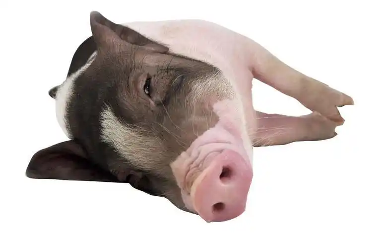 大懒猪图片 搞笑图片