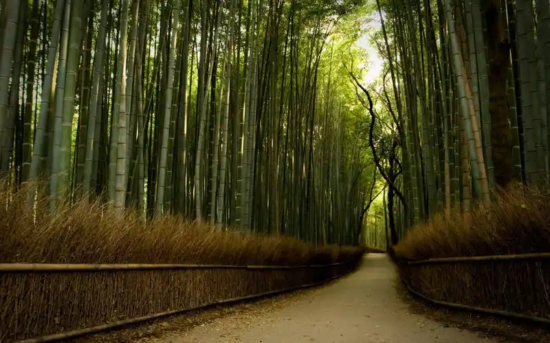 竹林壁纸壁纸高清原图查看