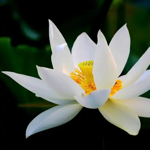 圣洁高雅的白荷花