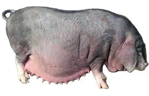 太湖母猪一窝生多少头