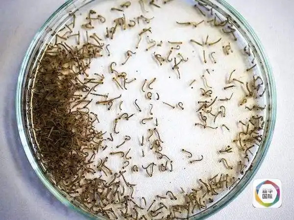 这些绝育的雄性蚊子会被投放到特定区域,同雌性蚊子交配之后,卵将