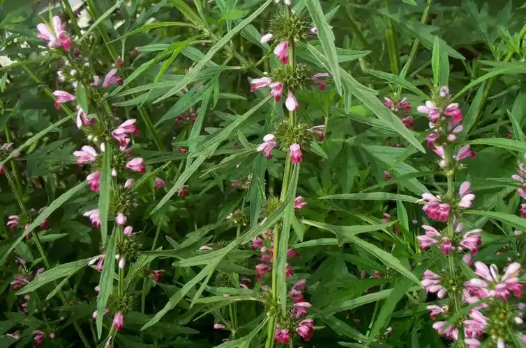 属唇形科益母草属一年生或二年生草本,根上有密生须根;茎直立,钝四