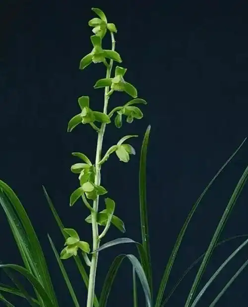 鬼慧文化蕙兰国荷