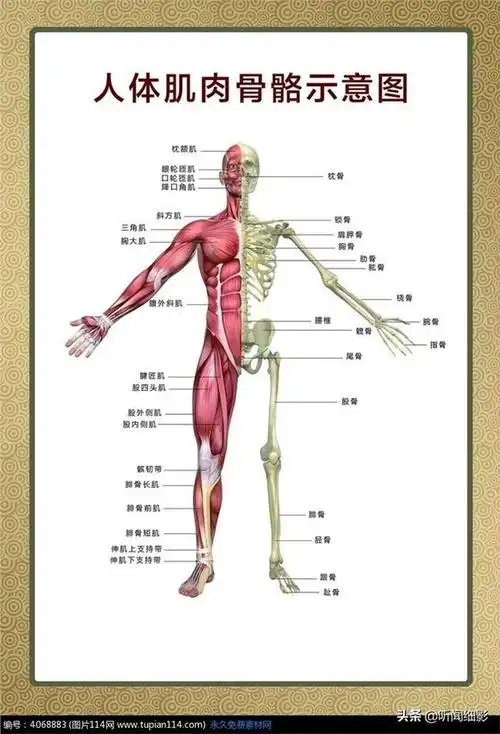 头条问答 - 如果一个人可以无限多练肌肉,最极限可以到达什么地步?