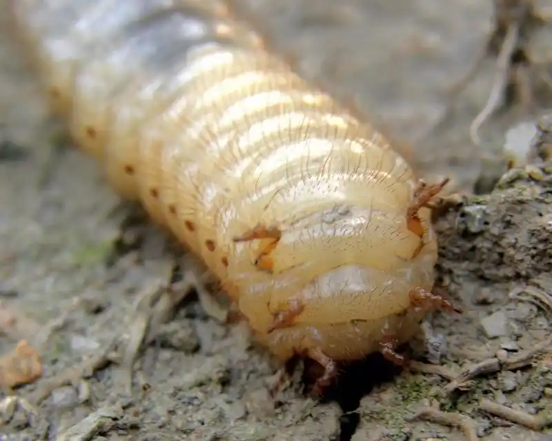 这种被叫做白土蚕的虫子,居然是可以用来治病的