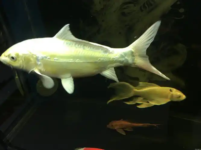 锦鲤加龙凤锦鲤打宝 - 观赏鱼论坛 - 淄博旮旯论坛 - powered by