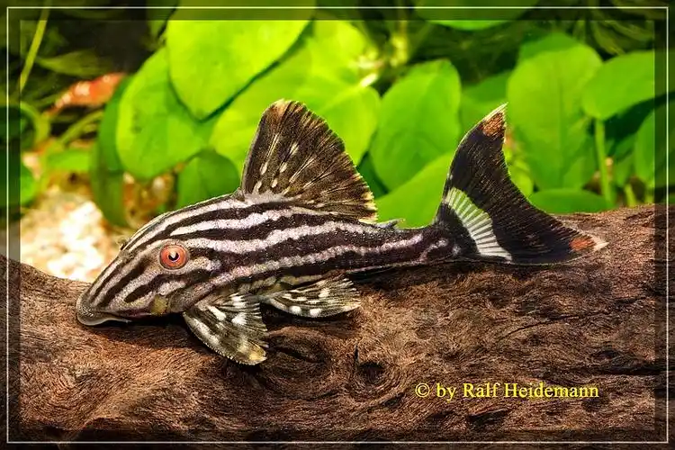 哥伦比亚白金皇冠豹l190