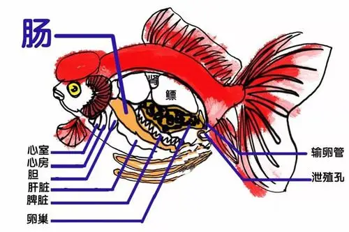 金鱼肠炎疾病如何用药治疗