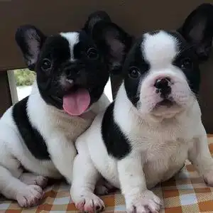 纯种法国斗牛犬幼犬活体宠物狗狗奶油色小型犬纯种海盗眼黑白花纯