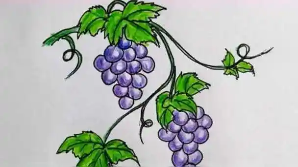 葡萄树简笔画步骤